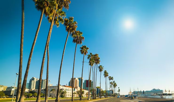 Palm-lined Southern California street on a clear day